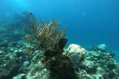 Cancun: Experiência de mergulho com snorkel em Cozumel