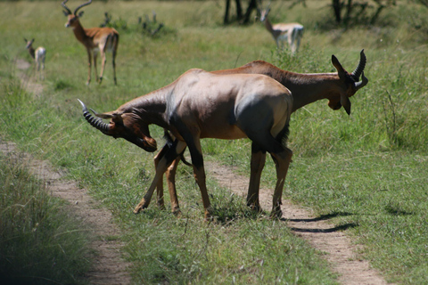 Tarangire National Park: 2-Day Flying Safari