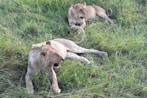 Nairobi: 3-Day epic trip to Maasai Mara Reserve with meals 3 days, 2 nights private safari to Mara in a tourist VAN