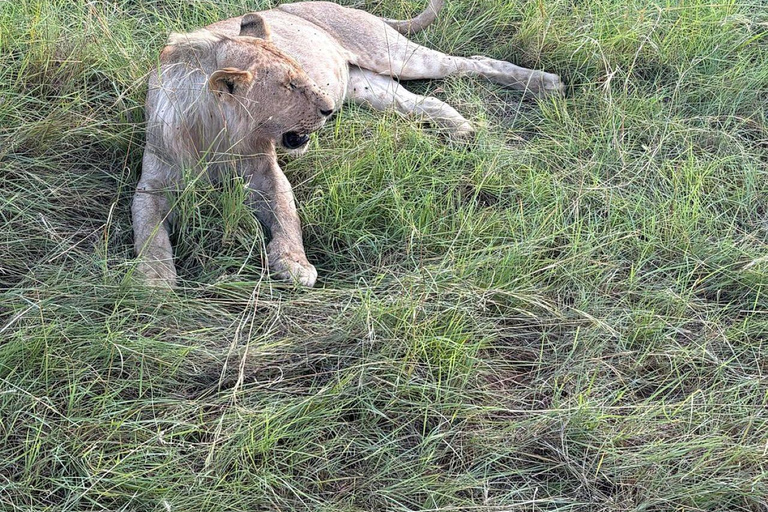 Nairobi: 3-Day epic trip to Maasai Mara Reserve with meals 3 days, 2 nights private safari to Mara in a tourist VAN