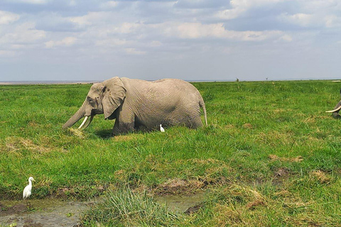 OVER NIGHT AMBOSELI PARK FROM NAIROBI BUDGET SAFARI.