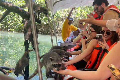 Mini Mergulho em Barú + Manguezais e Guaxinins com almoço