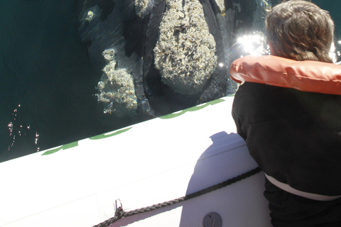 Puerto Piramides: Whale Watching Boat Trip