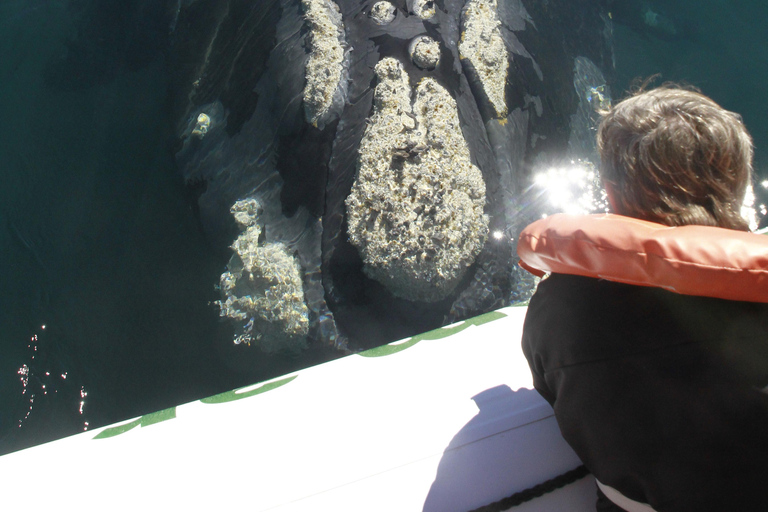 Puerto Piramides: Whale Watching Boat Trip