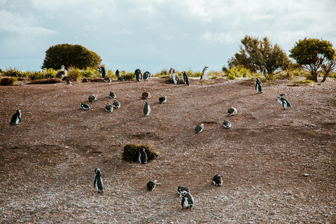Ushuaia: Boat Trip to Isla Martillo: Penguins in the Beagle Channel Ushuaia: Navigation to Martillo Island: Penguins along the Beagle Channel