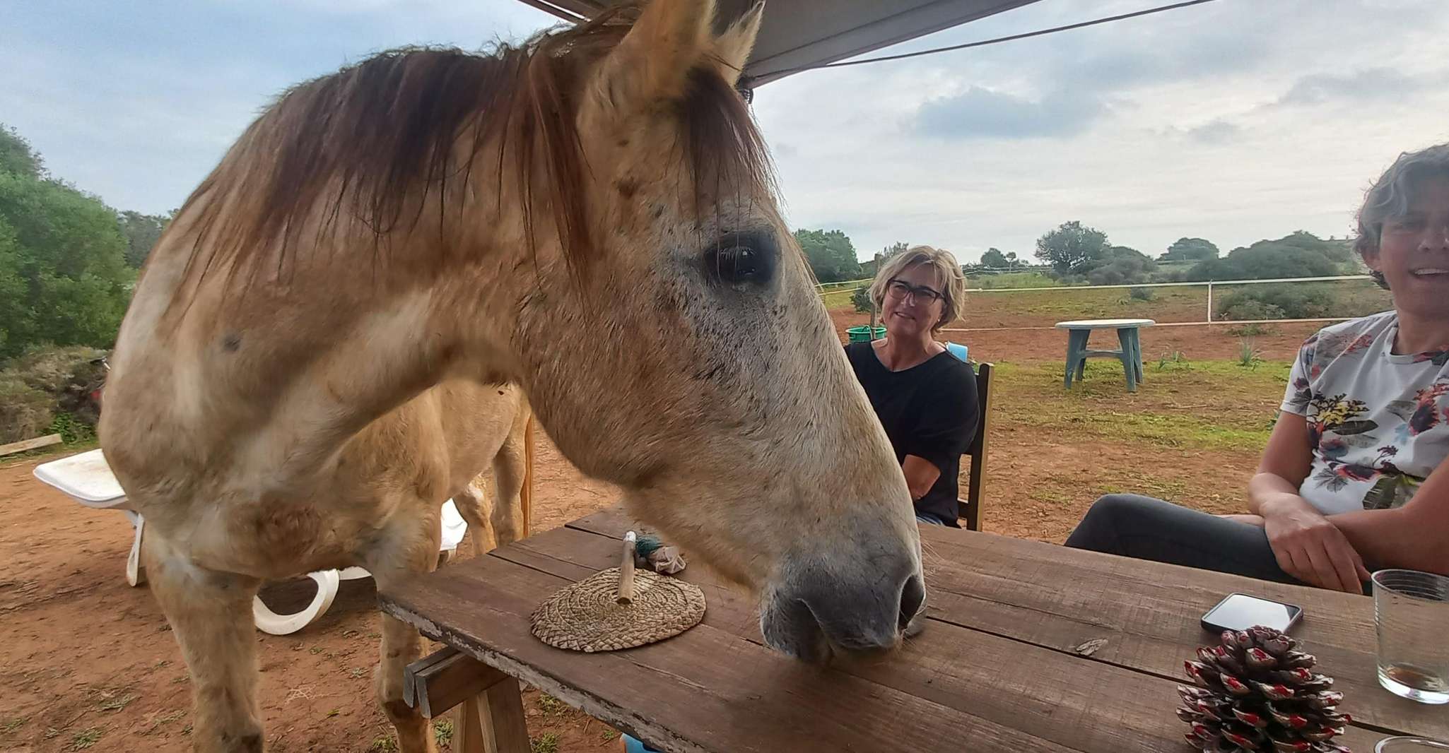 Lagos, una passeggiata con un cavallo salvato al santuario - Housity