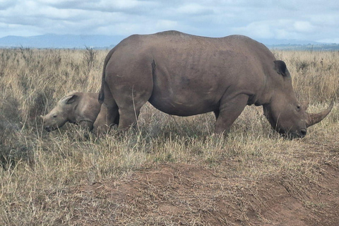 Nairobi National Park Half-Day Game Drive With Free Pick Up