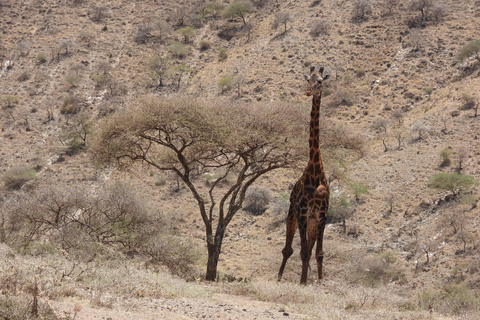 4 Days in the African Wilderness, A Safari to Remember