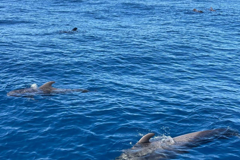 Bentota: Whale Watching, Galle Fort, & Turtle Day Tour
