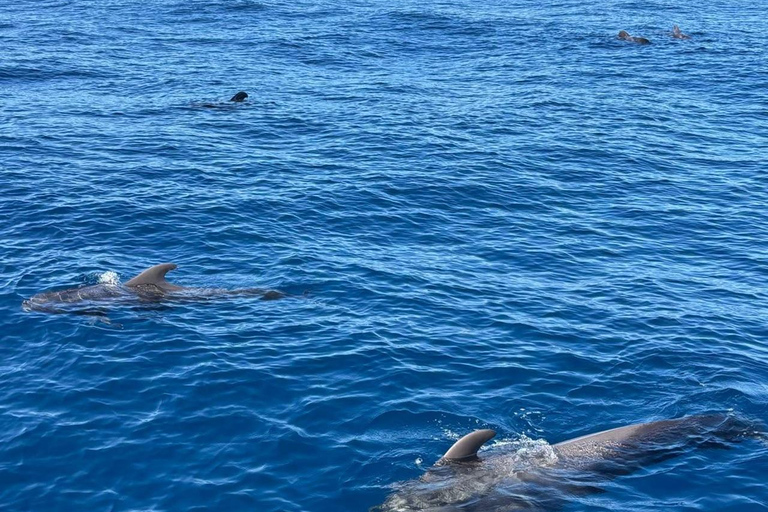 Bentota: Whale Watching, Galle Fort, & Turtle Day Tour