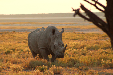 Windhoek: 3-Day Guided Safari in Etosha with Lodge