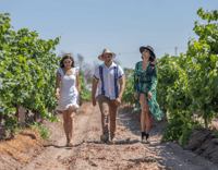 Visite privée des vins de la ville de Mexico, Vignobles de la Vallée Cachée - Hizvo