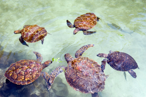 Jozani Forest Monkeys & Salaam Cave Turtles with Lunch