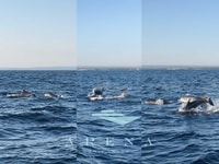 Pula, Brijuni Sunset Dolphin Watching Tour con cena/bebidas - Hizvo