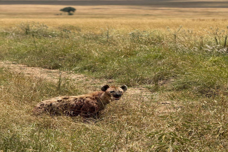 Nairobi: 2-tägige Safari im Amboseli-Nationalpark