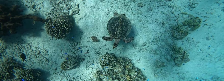 Île de Menjangan : excursion de plongée sous-marine avec déjeuner