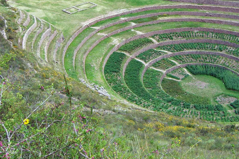 Z Cusco: Wycieczka do Świętej Doliny Salineras de Maras i Moray