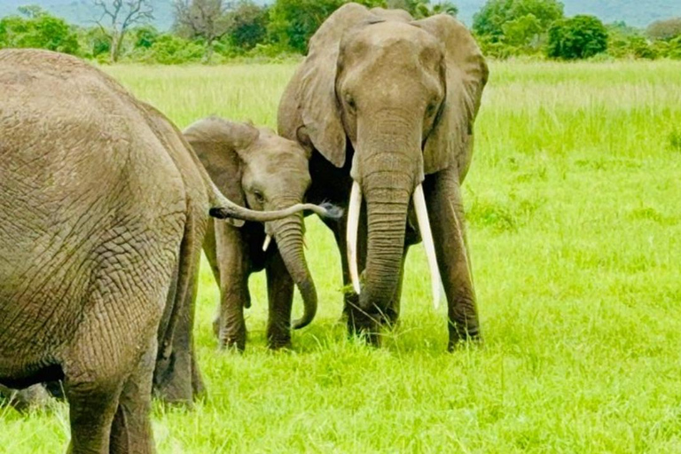 from Zanzibar: 3-Days Mikumi national park Safari with Train