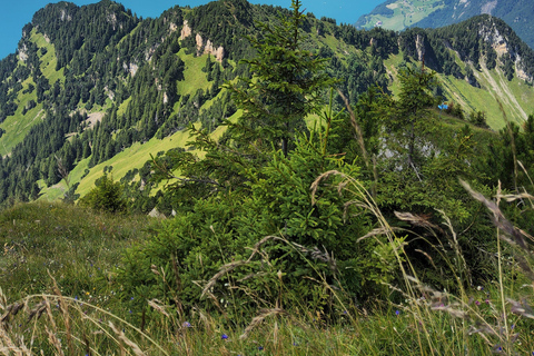 Tagestour ab Zürich: Bergwanderung auf den Rophaien mit ortskundigem GuideTagestour ab Zürich: Bergwanderung in Rophaien mit ortskundigem Guide