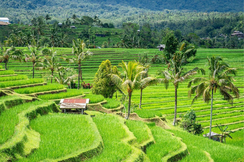 Bali: Wycieczka na północ Bali z Jatiluwih, Ulun Danu, wodospadem.