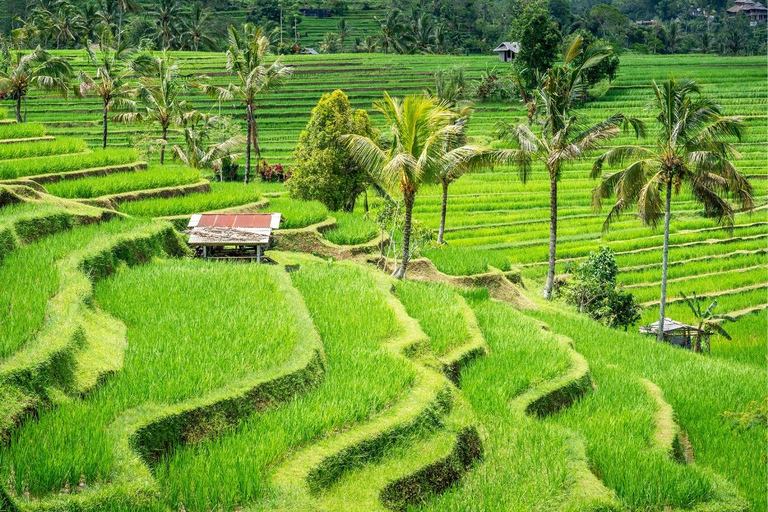 Bali: Noord-Bali Tour met Jatiluwih, Ulun Danu, waterval.