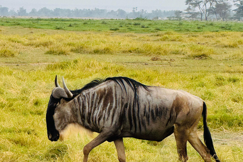 5 Hours Nairobi National Park Game Drive Tour in 4x4 Vehicle Private Guided Tour 4x4 Van