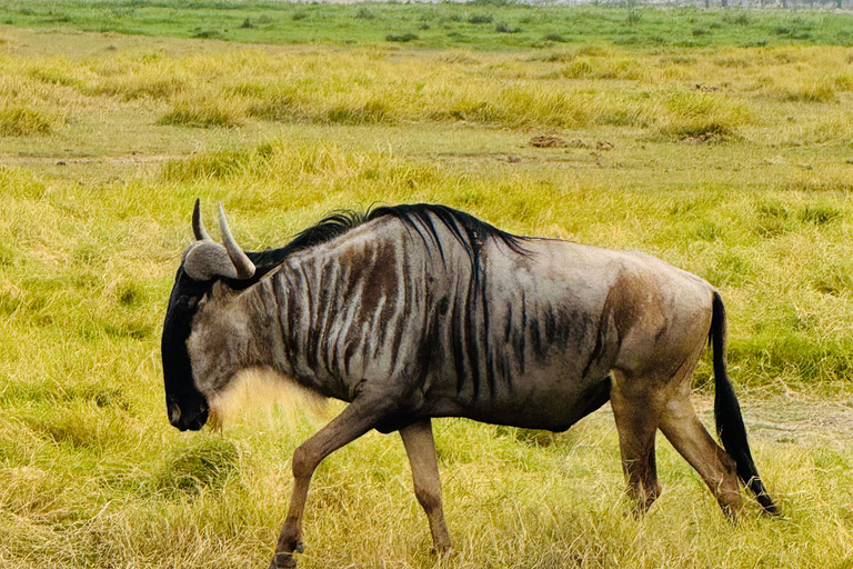 5 Hours Nairobi National Park Game Drive Tour in 4x4 Vehicle Private Guided Tour 4x4 Van