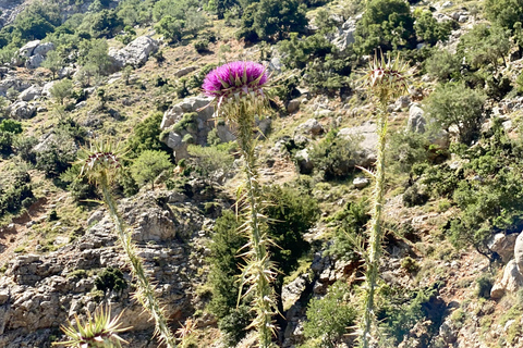 Creta: Excursión Guiada de Senderismo por la Meseta de Lassithi