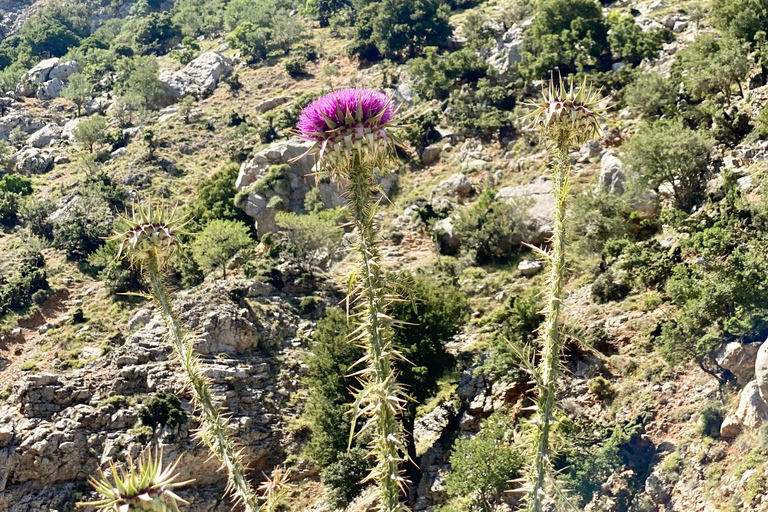 Creta: Excursión Guiada de Senderismo por la Meseta de Lassithi