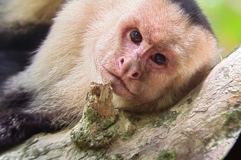 مانويل أنطونيو: جولة بالقارب بين أشجار المانغروف لمشاهدة الحيوانات