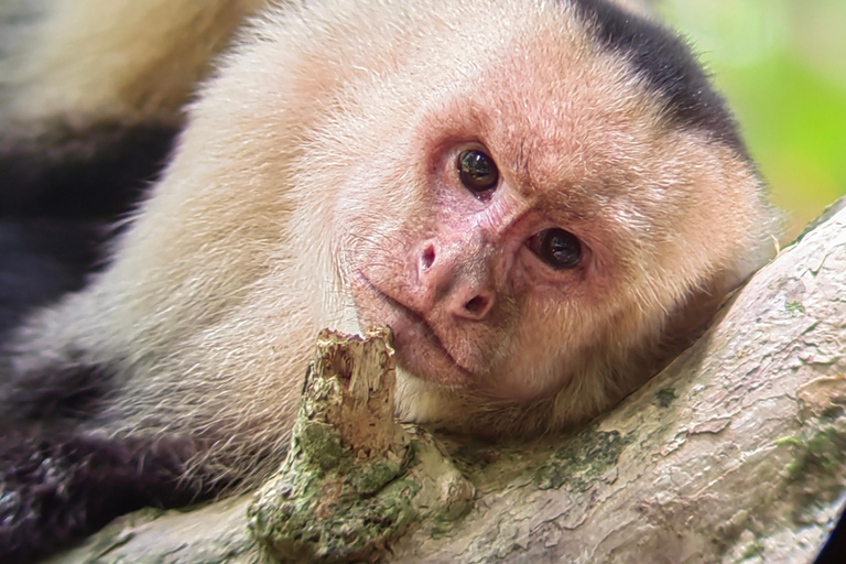 مانويل أنطونيو: جولة بالقارب بين أشجار المانغروف لمشاهدة الحيوانات