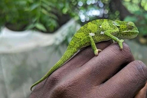 Zanzibar: Nungwi Kilosa dierentuin tour