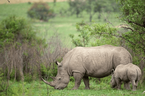 Joanesburgo: Safari de 2 dias no Kruger Big 5 Luxury Lodge Fly-InJoanesburgo: safári de 2 dias no Kruger Big 5 Luxury Lodge Fly-In