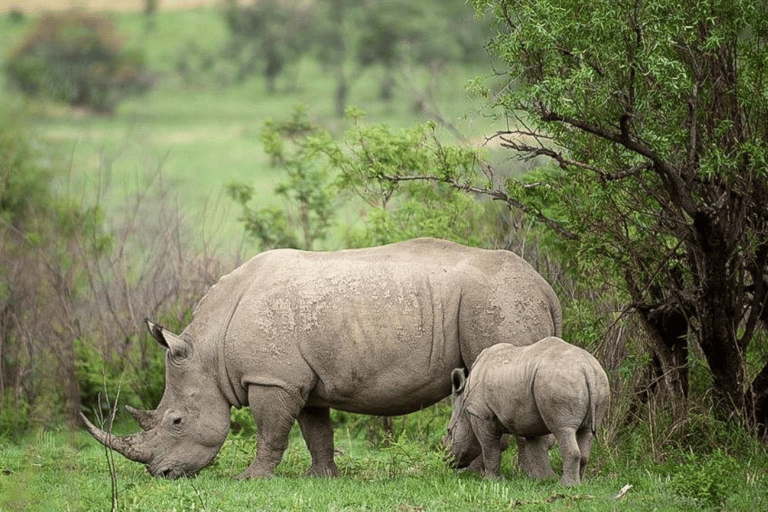 Joanesburgo: Safari de 2 dias no Kruger Big 5 Luxury Lodge Fly-InJoanesburgo: safári de 2 dias no Kruger Big 5 Luxury Lodge Fly-In