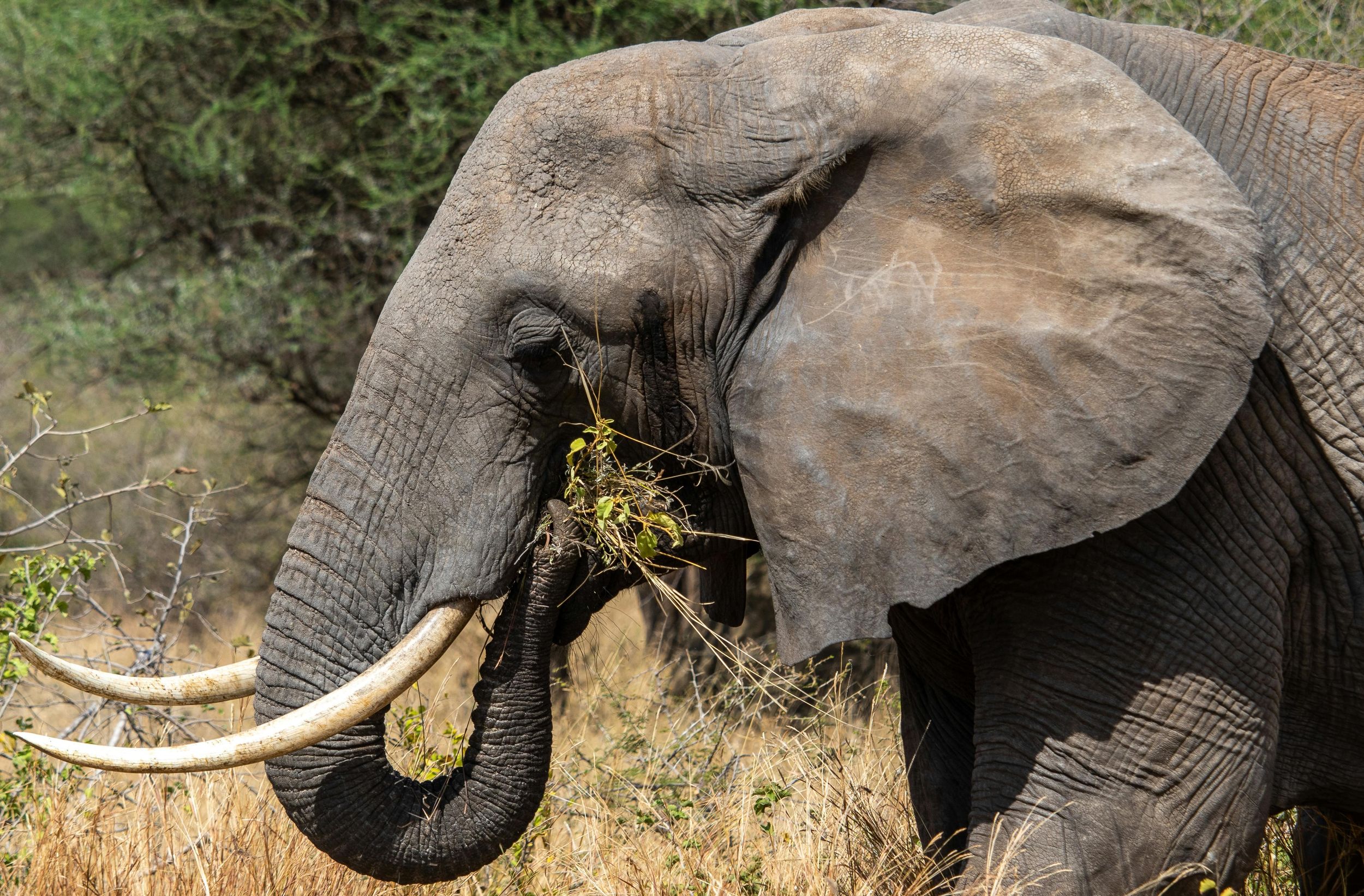 Meru-Nationalpark: Tagestour – Wilde und unberührte Safari