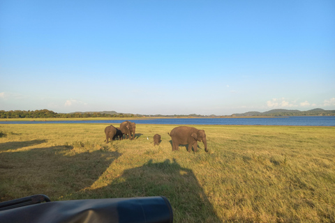 Vanuit Habarana: Minneriya Nationaal Park 4x4 Jeepsafari