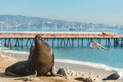Valparaíso & Viña del Mar: Explore, Discover and Sail