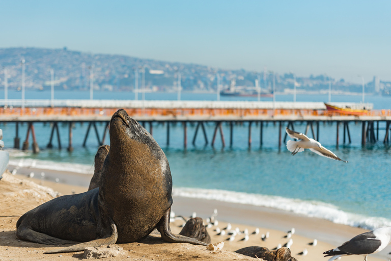 Valparaíso & Viña del Mar: Explore, Discover and Sail