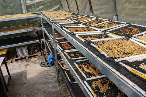 Boquete: Hands-On Coffee Experience with Tasting