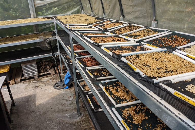 Boquete: Hands-On Coffee Experience with Tasting