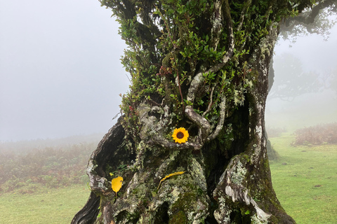 Madeira: Fanal Forest Tree Connection Zeremonie &amp; Picknick