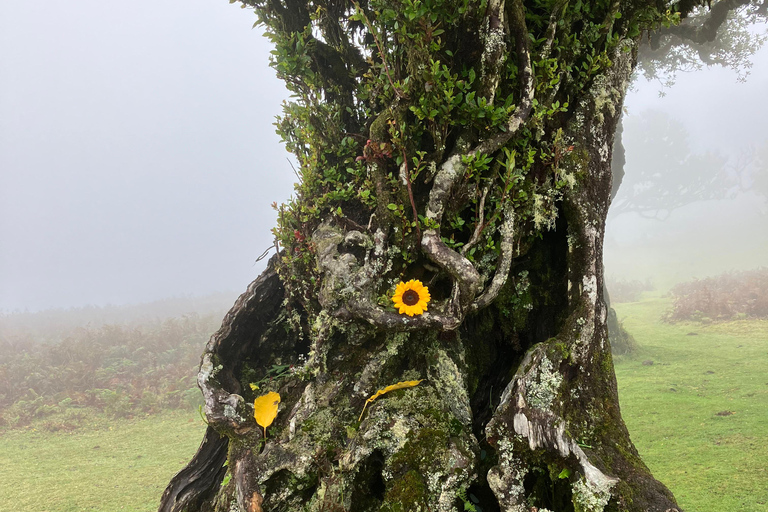 Madeira: Fanal Forest Tree Connection Ceremony &amp; Picnic