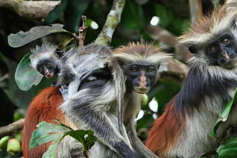 Zanzibar: Spice Farm, Stone Town or Jozani Forest with lunch Spice Farm Experience with lunch – (No Transport)