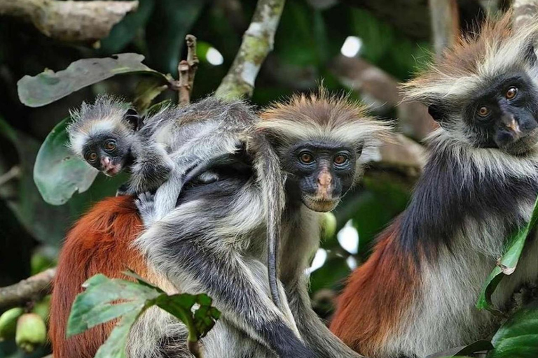 Zanzibar: Spice Farm, Stone Town or Jozani Forest with lunch Spice Farm Experience with lunch – (No Transport)