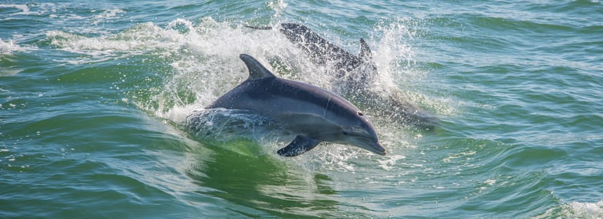 St. Petersburg, FL : Croisière privée de 2 heures pour observer les dauphins