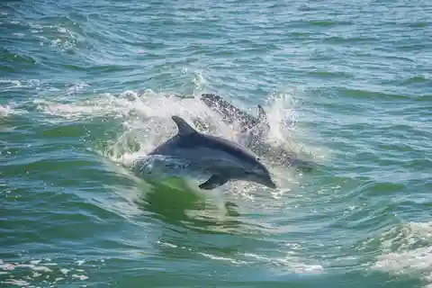 St. Petersburg, FL: Private 2-Hour Dolphin Watching Cruise