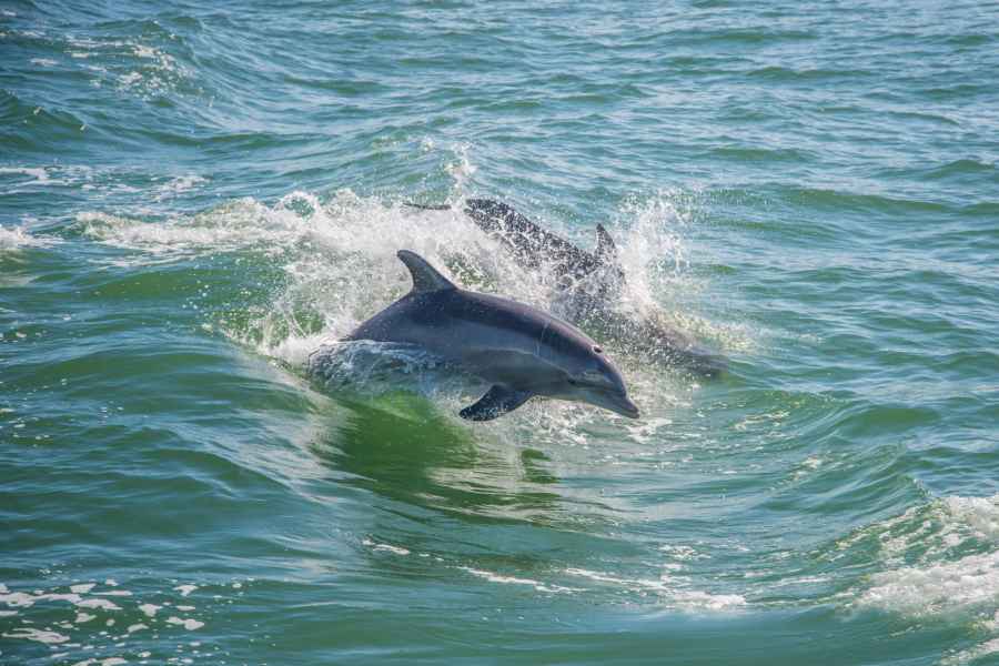 St. Petersburg, FL: Private 2-stündige Delphinbeobachtungstour