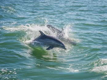 St. Petersburg, FL : Croisière privée de 2 heures pour observer les dauphins