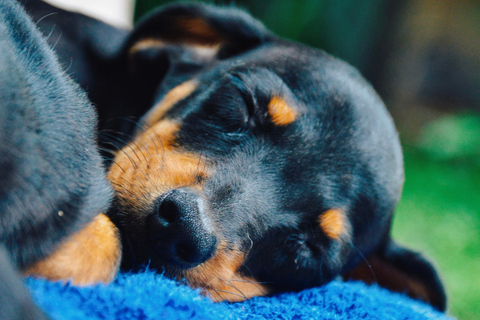 Bali : Cours de yoga pour chiots à Canggu avec boissons rafraîchissantes