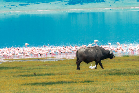 ARUSHA: SAFARI NGORONGORO ESCURSIONE GIORNALIERAARUSHA: ESCURSIONE DI UN GIORNO SAFIRI NGORONGORO